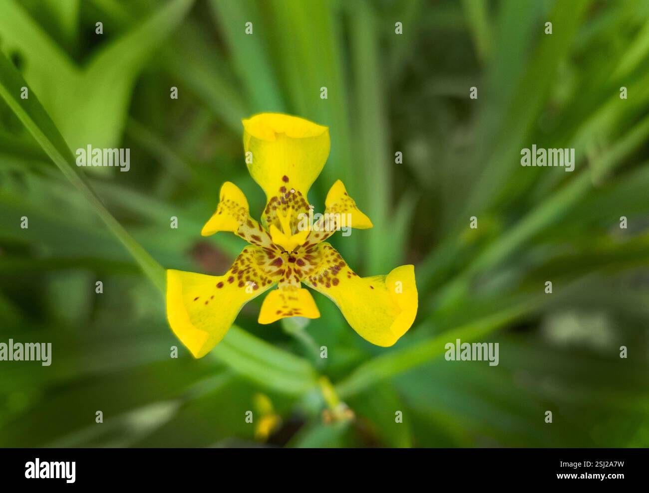Iris, Trimezia martinicensis, fiore giallo Foto Stock