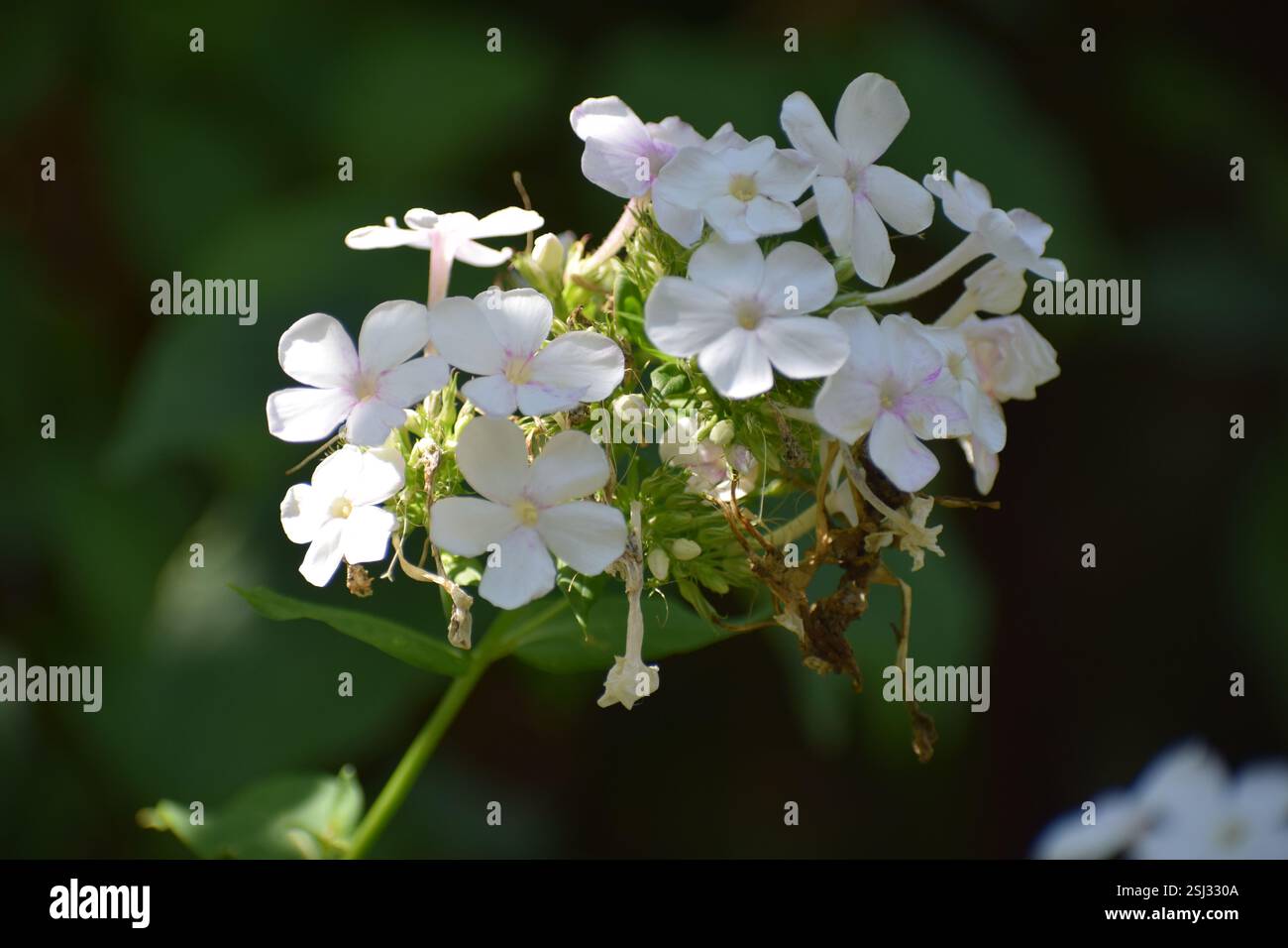 Phlox David con splendidi fiori bianchi, fragranza dolce. Phlox in un giardino perenne. Phlox Paniculata Foto Stock