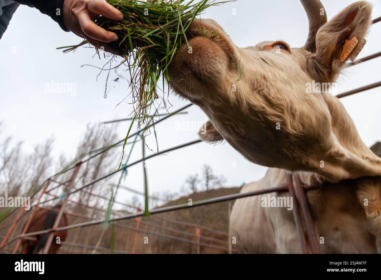 Una mucca Charolais che usa la sua lunga lingua per catturare pascoli freschi all'interno di una stalla di legno. Foto Stock
