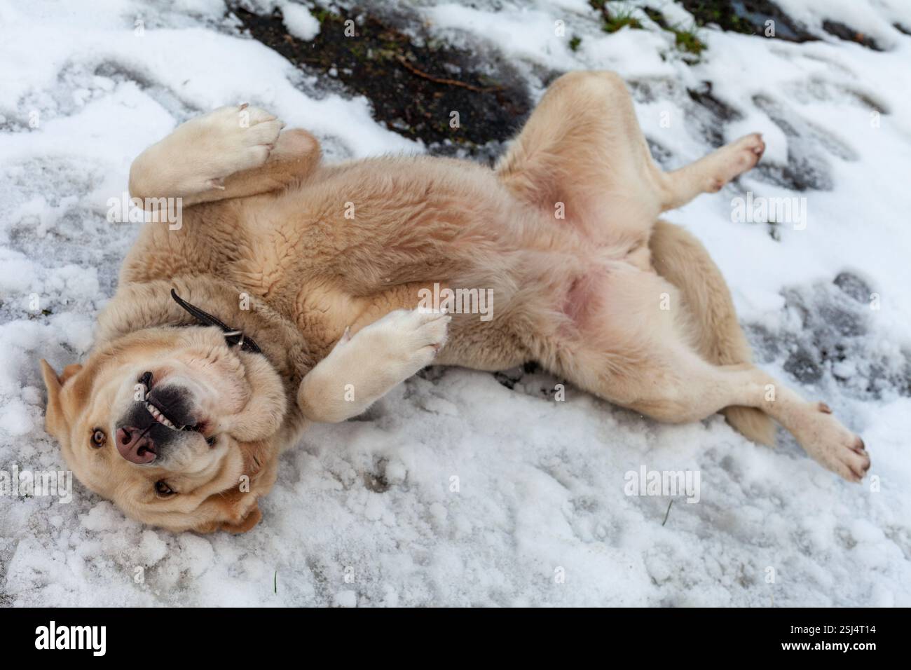 Leale labrador che si gode la tranquilla città invernale. Foto Stock