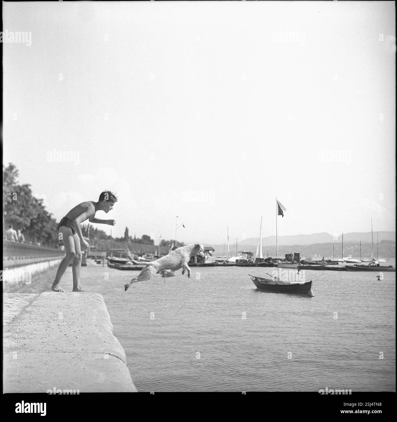 --- Hund springt in den Zürichsee, 1947#Dog jumps into Lake Zurich, 1947 Foto Stock