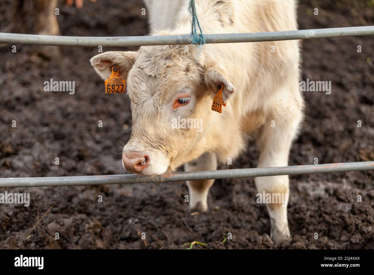 Un giovane vitello di razza Charolais con un numero di identificazione sulle orecchie in un'azienda agricola tradizionale. Foto Stock