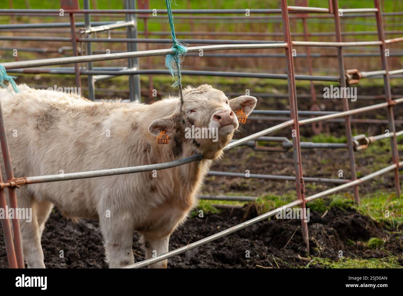 Giocoso vitello Charolais che sfreccia la testa attraverso un corallo nel cortile. Foto Stock