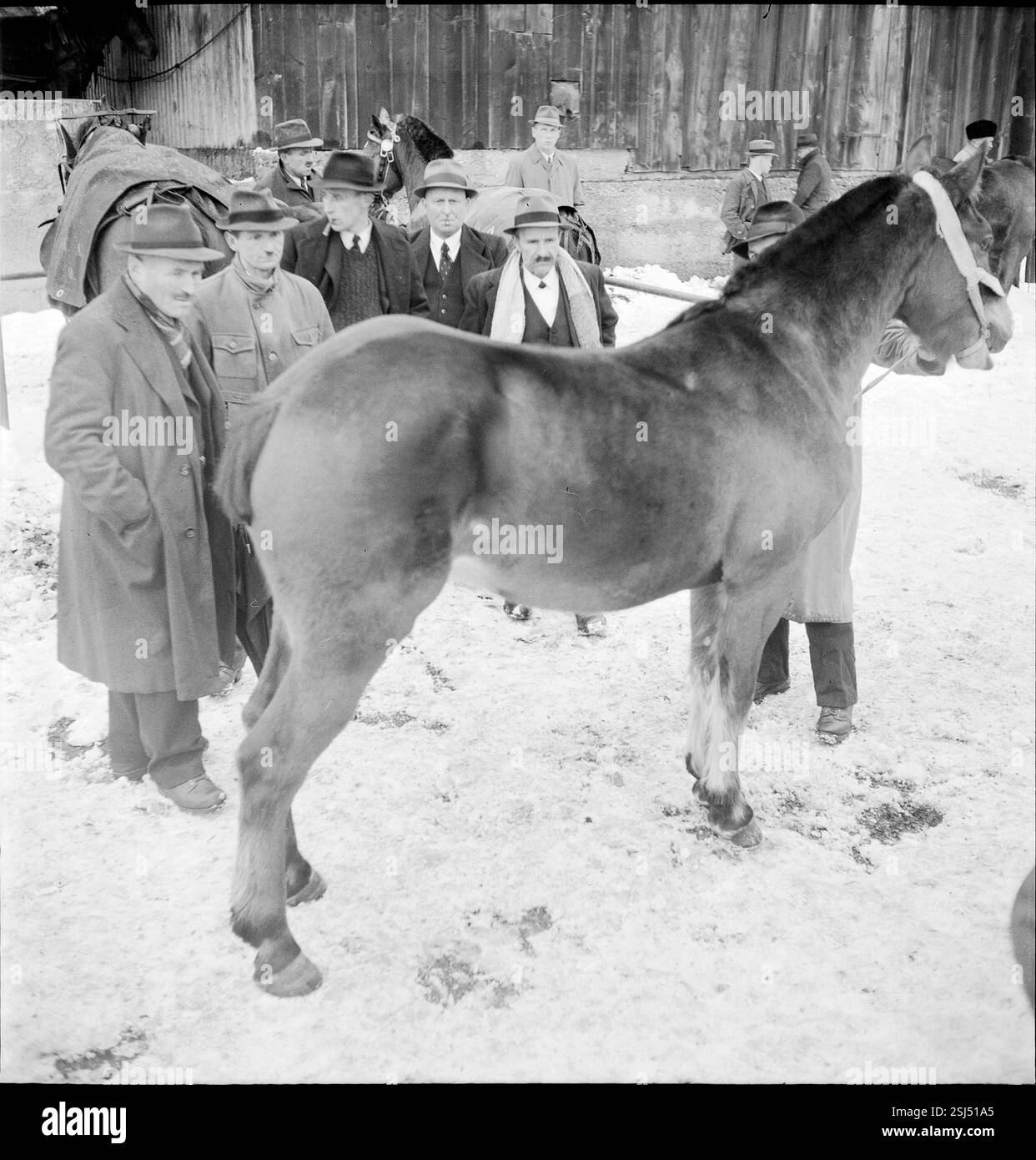 --- 9. Burgdorfer Inlandpferdemarkt, Vorführung, 1944 nono mercato dei cavalli nell'entroterra di Burgdorf, presentazione, 1944- RDB DI DUKAS Foto Stock