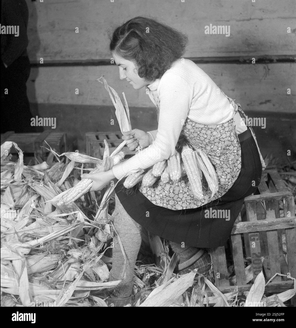 --- Maisaktion; Hilfsaktion; um 1941#Corn; programma di soccorso; circa 1941- RDB DI DUKAS Foto Stock