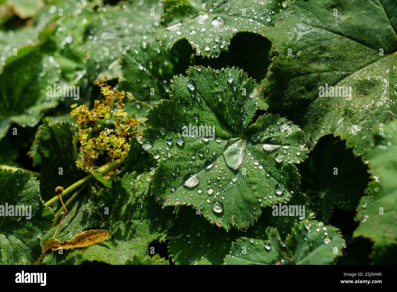 Primo piano di foglie di mollis Alchemilla verde brillante ricoperte di scintillanti goccioline. Foto Stock
