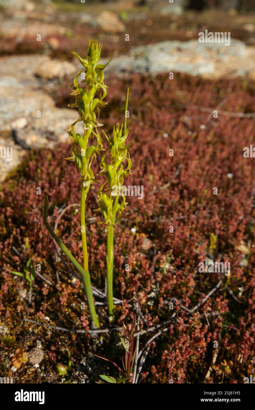 Piccola orchidea di porro (Prasophyllum gracile) in fiore, nell'habitat naturale di Wheatbelt, Australia Occidentale Foto Stock