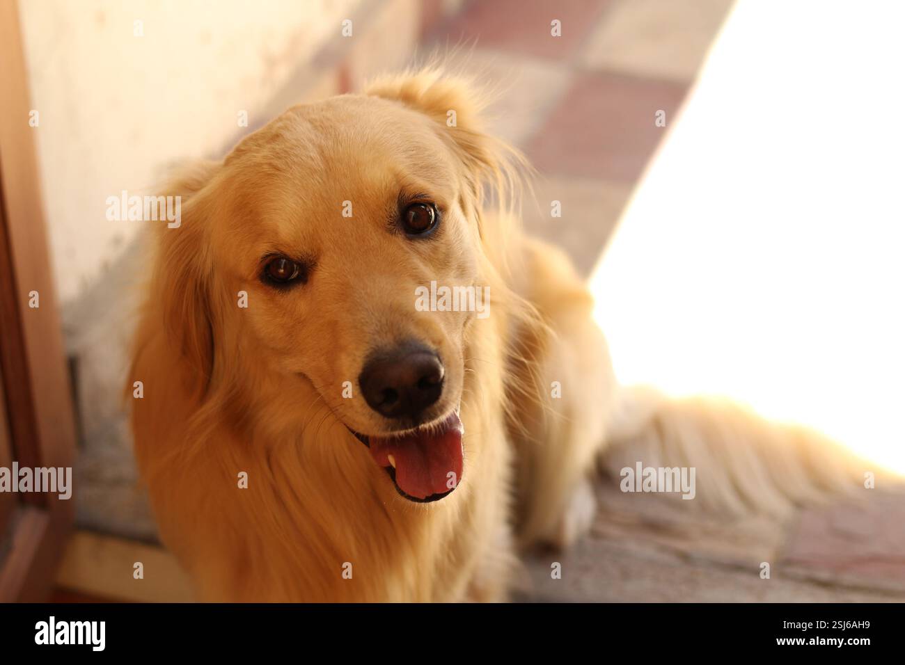 Golden Retriever sorridente Foto Stock