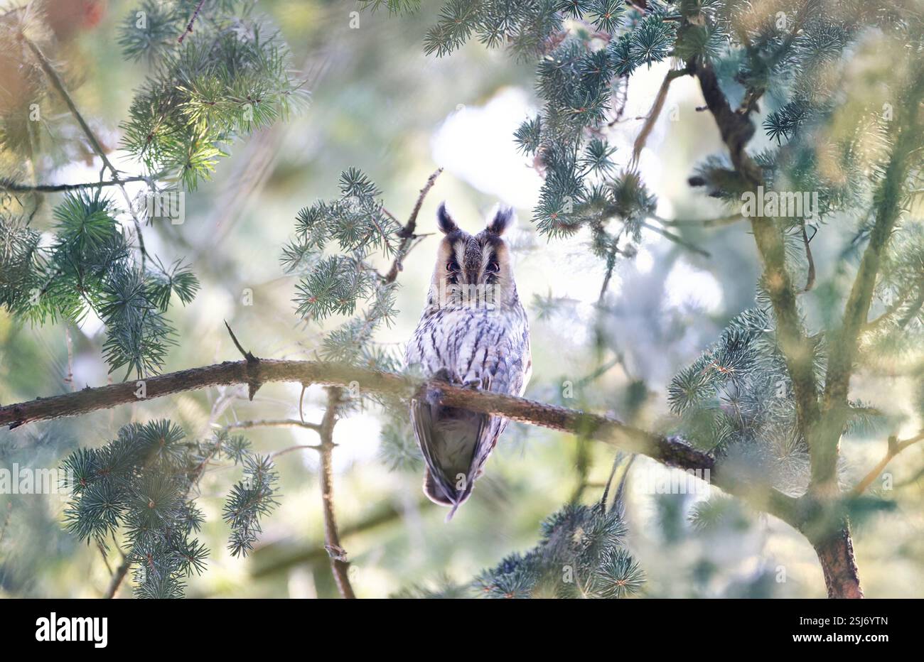 Gufo dalle orecchie seduto su un albero e guardando la sua preda in inverno, la foto migliore Foto Stock