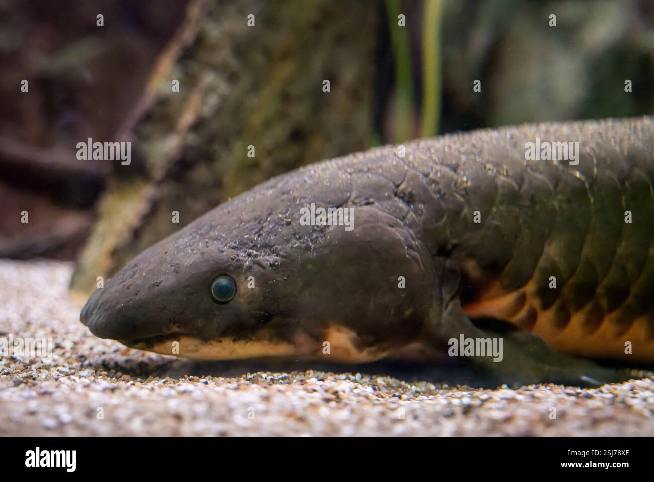 Pesce lungometraggio australiano Neoceratodus forsteri Foto Stock