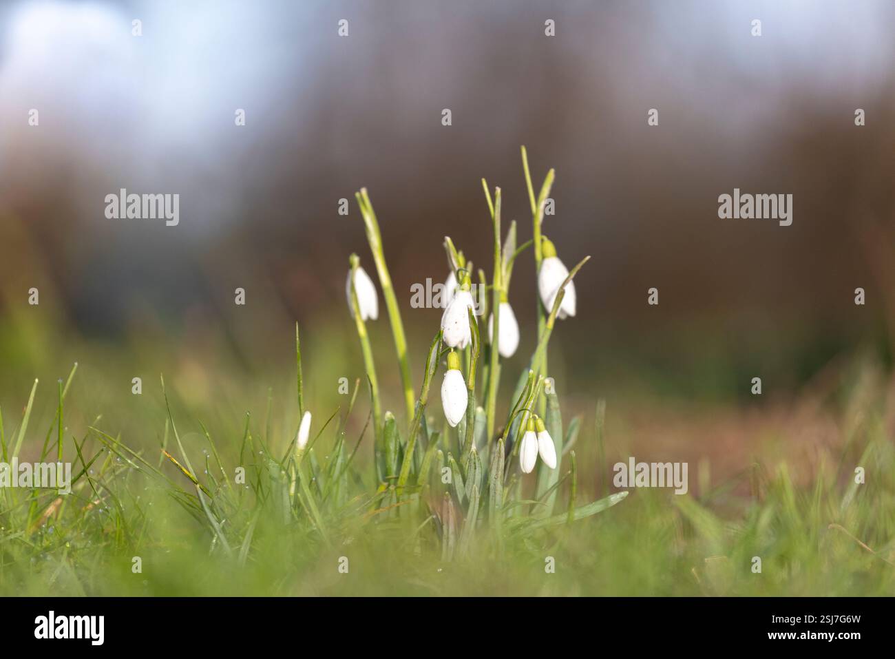 Primo piano delle prime nevicate del Regno Unito a febbraio che eruttano da terra. Foto Stock