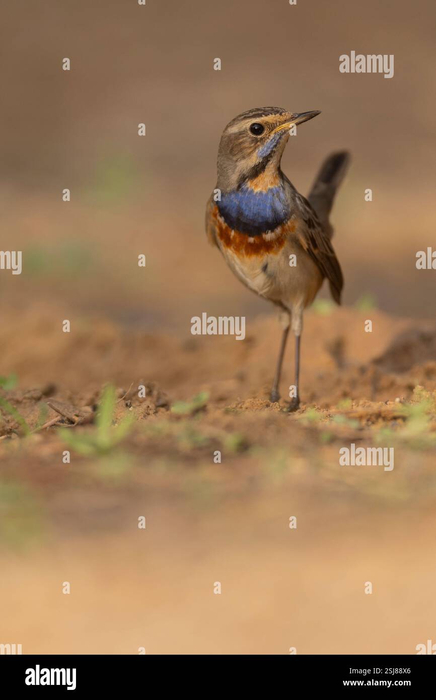 Maschio Bluethroat (Luscinia svecica) مسهر a terra svernando nel deserto del Negev, Israele fotografato a novembre Foto Stock