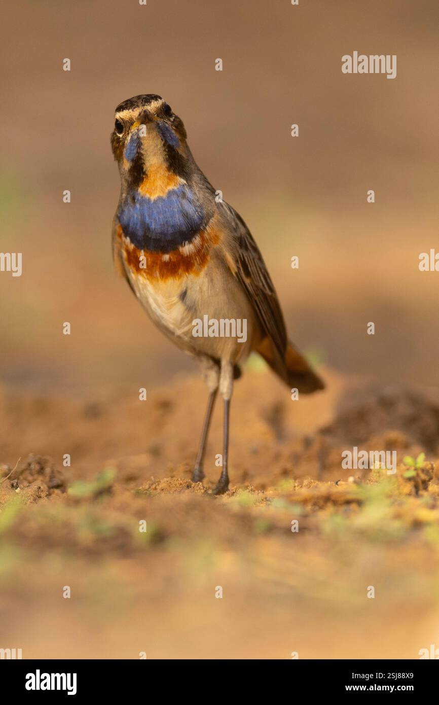 Maschio Bluethroat (Luscinia svecica) مسهر a terra svernando nel deserto del Negev, Israele fotografato a novembre Foto Stock