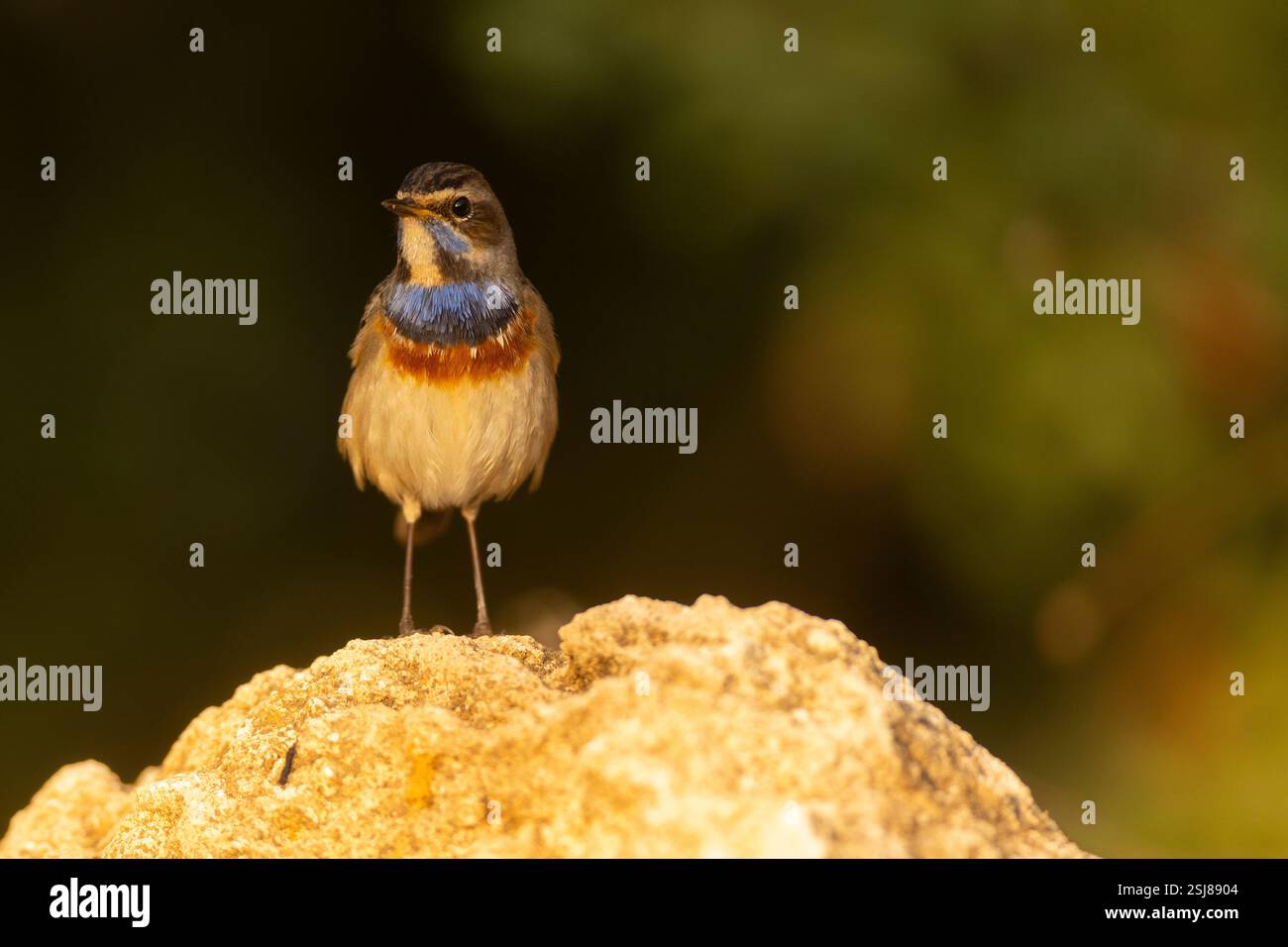 Maschio Bluethroat (Luscinia svecica) مسهر a terra svernando nel deserto del Negev, Israele fotografato a novembre Foto Stock