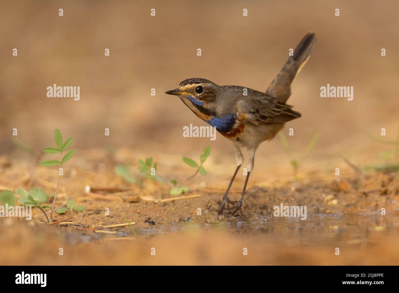 Maschio Bluethroat (Luscinia svecica) مسهر a terra svernando nel deserto del Negev, Israele fotografato a novembre Foto Stock