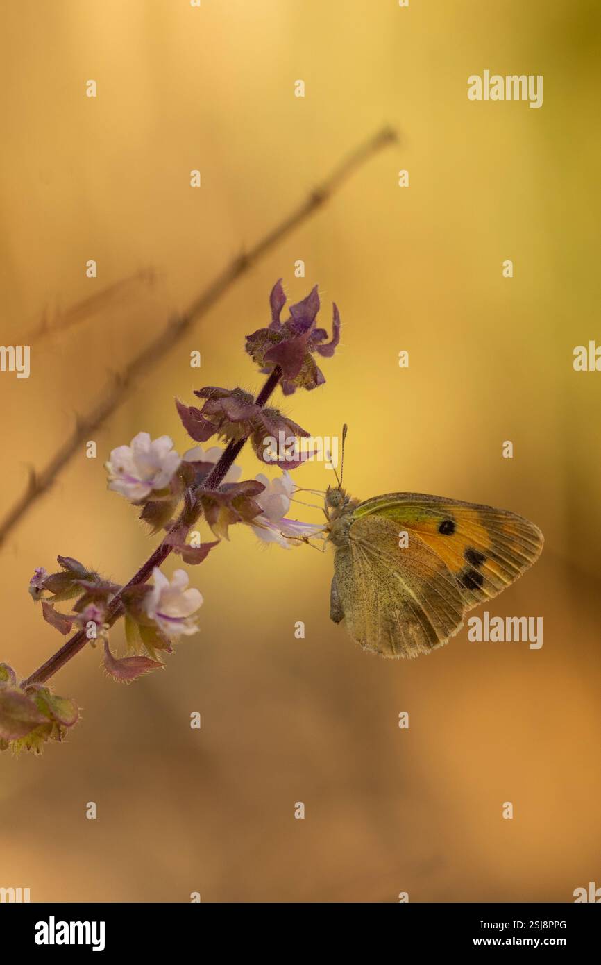 Colotis phisadia, l'arabo maculato di blu, è una piccola farfalla della famiglia Pieridae, cioè i gialli e i bianchi, fotografata in Israele a Octob Foto Stock