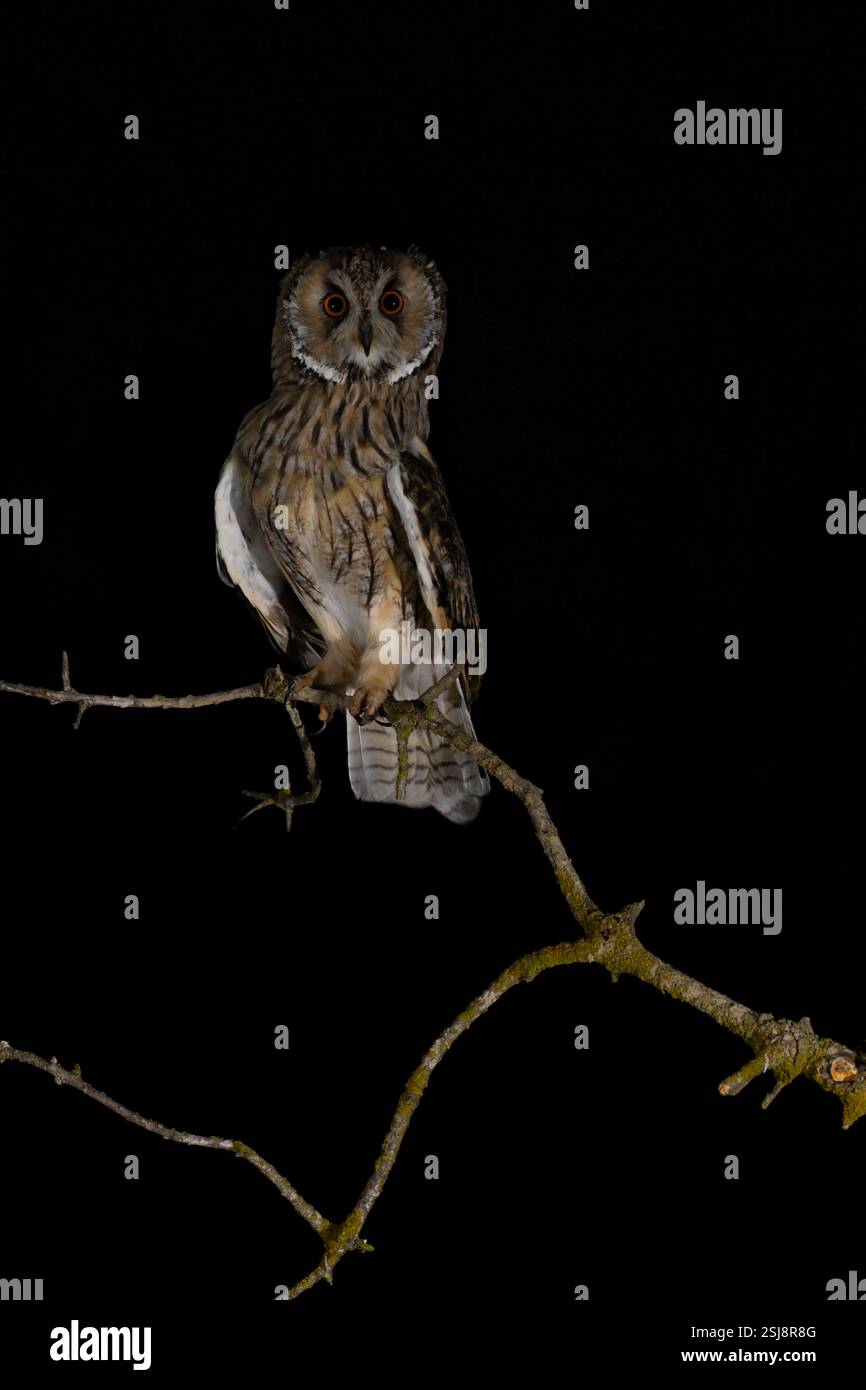 Gufo dalle orecchie lunghe (Asio otus) بومة أذناء arroccato su un albero. Questo gufo abita nei boschi vicino alla campagna aperta in tutto l'emisfero settentrionale. E' rigoroso Foto Stock