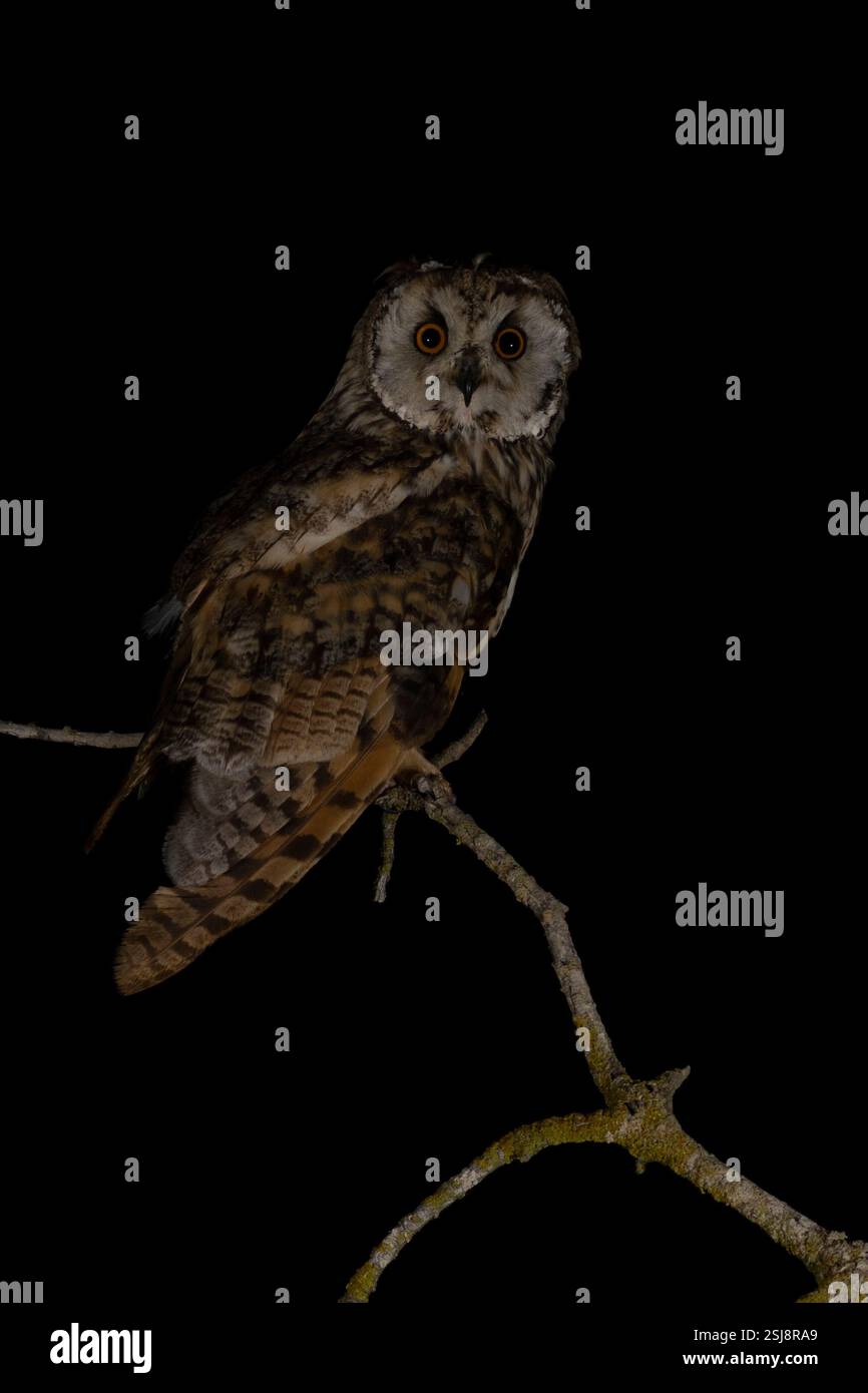 Gufo dalle orecchie lunghe (Asio otus) بومة أذناء arroccato su un albero. Questo gufo abita nei boschi vicino alla campagna aperta in tutto l'emisfero settentrionale. E' rigoroso Foto Stock