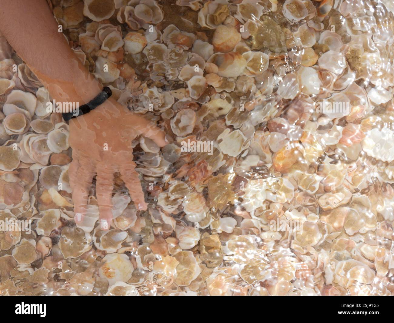 Conchiglie sottomarine sulla riva del mare Foto Stock