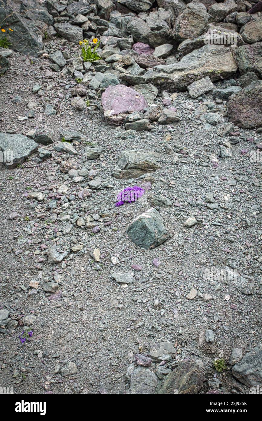 Vibranti fiori selvatici che fioriscono tra le rocce delle Alpi durante l'estate, mettendo in risalto il paesaggio montano aspro ma colorato. Foto Stock