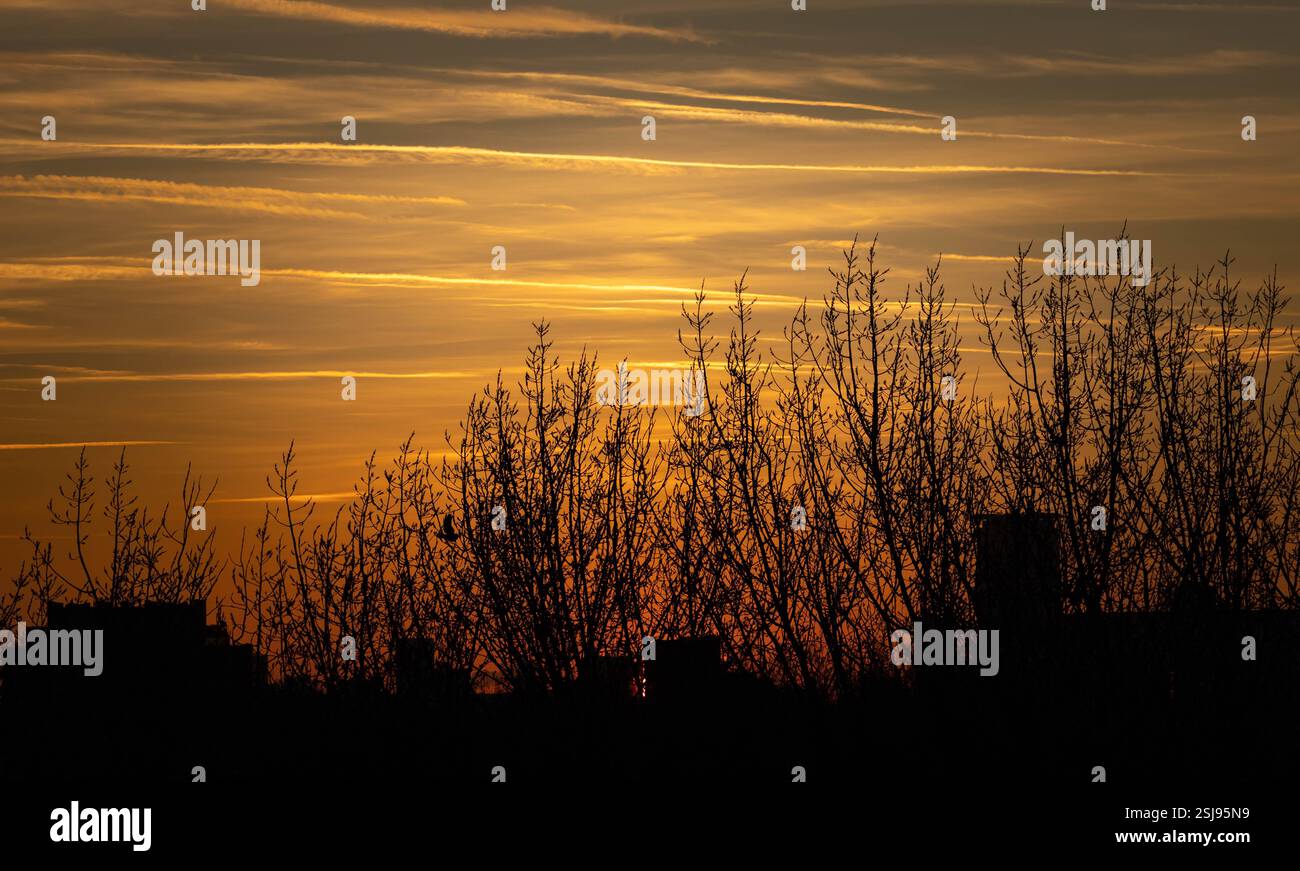 Alberi scuri al tramonto Foto Stock