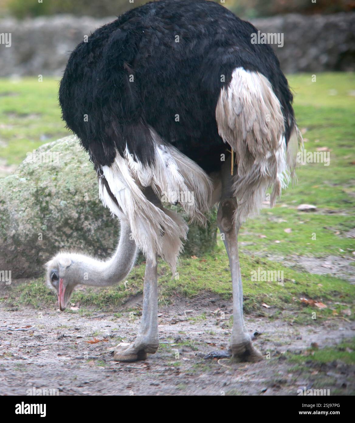 Struzzo fotografato allo zoo di Berlino a dicembre Foto Stock