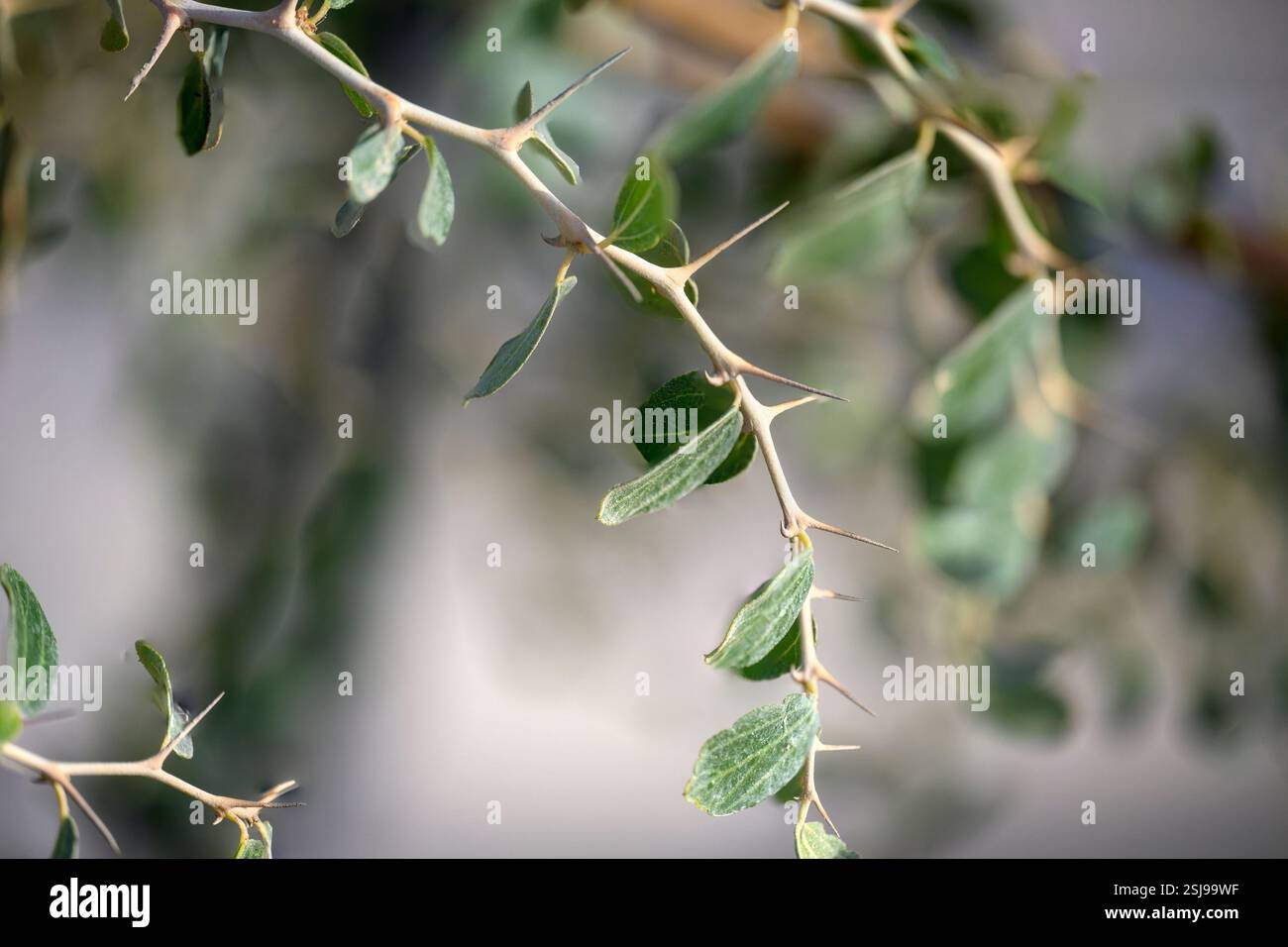 Ziziphus lotus è un piccolo albero deciduo della famiglia delle Rhamnaceae, originario della regione mediterranea, fotografato nel Mar morto, in Israele Foto Stock
