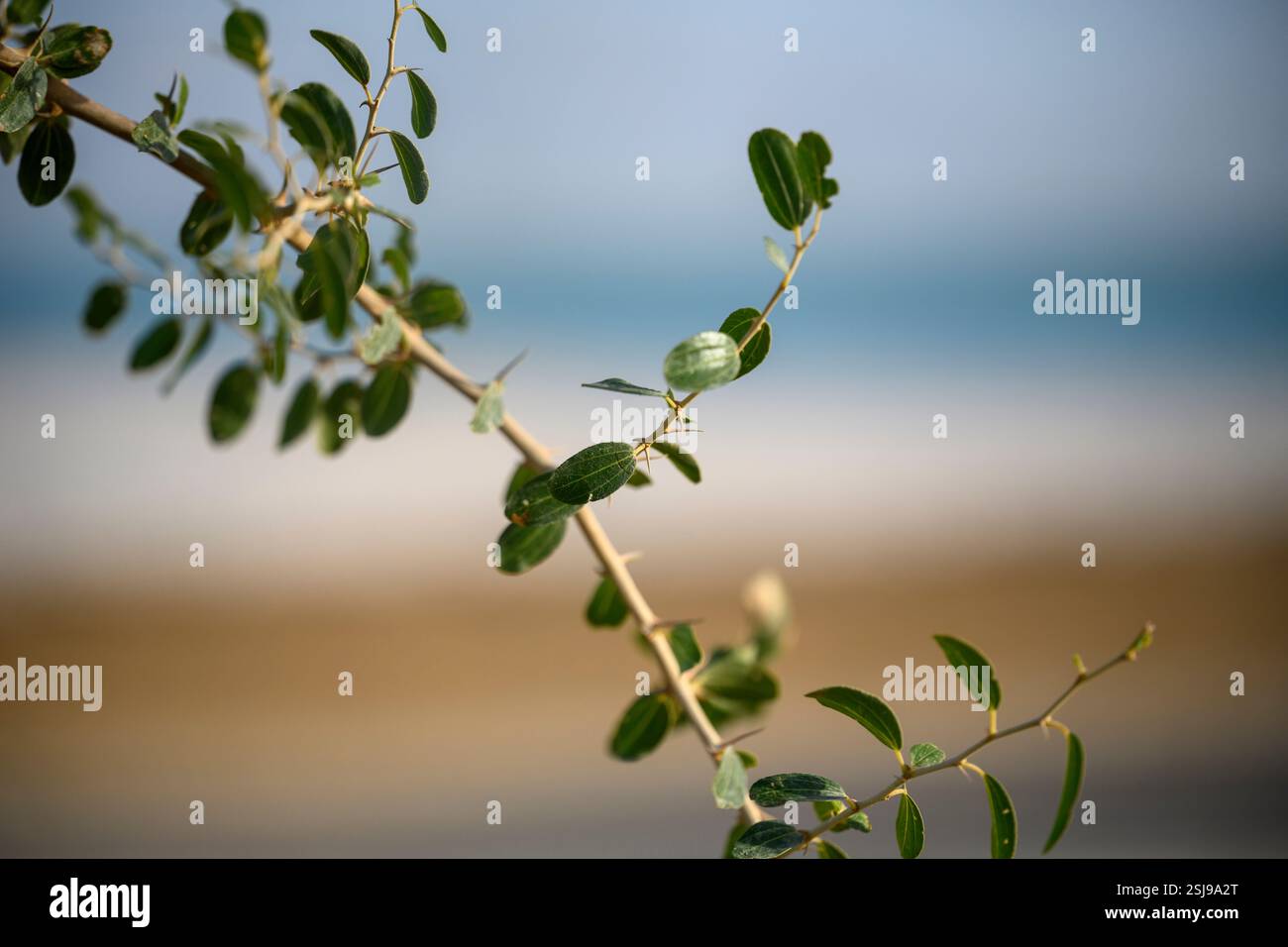 Ziziphus lotus è un piccolo albero deciduo della famiglia delle Rhamnaceae, originario della regione mediterranea, fotografato nel Mar morto, in Israele Foto Stock