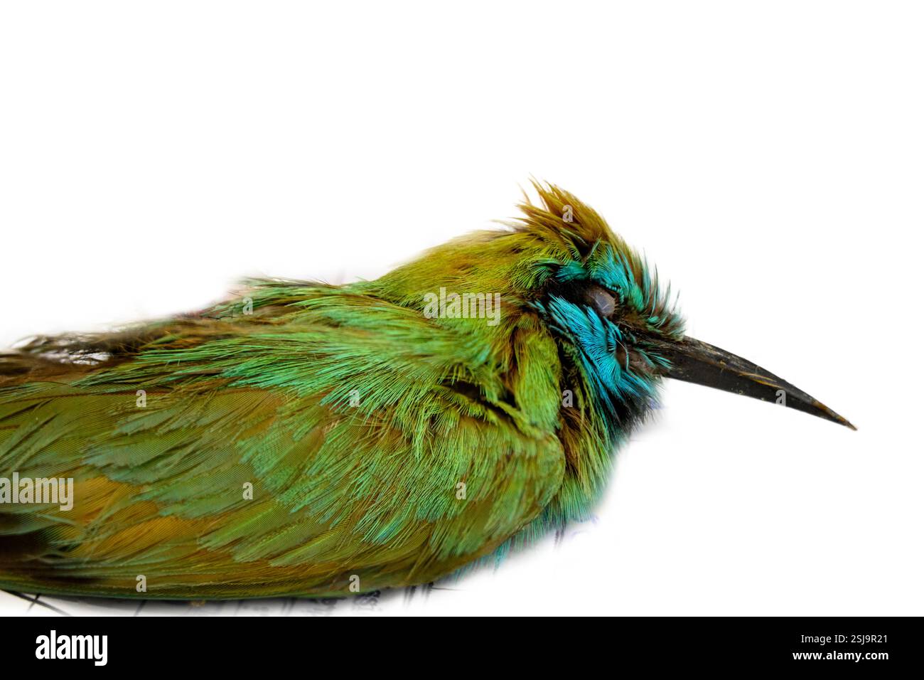 Defunto mangiatore di api verdi arabe (Merops cyanophrys) وروار أخضر عربي fotografato in Israele Foto Stock