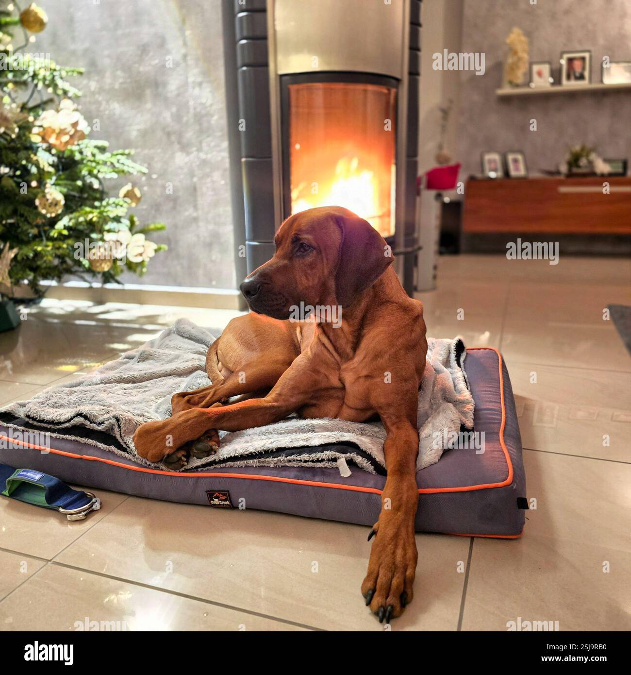 Un cane rilassato e soddisfatto gode del calore e dell'intimità accanto al caminetto in un soggiorno splendidamente decorato Foto Stock