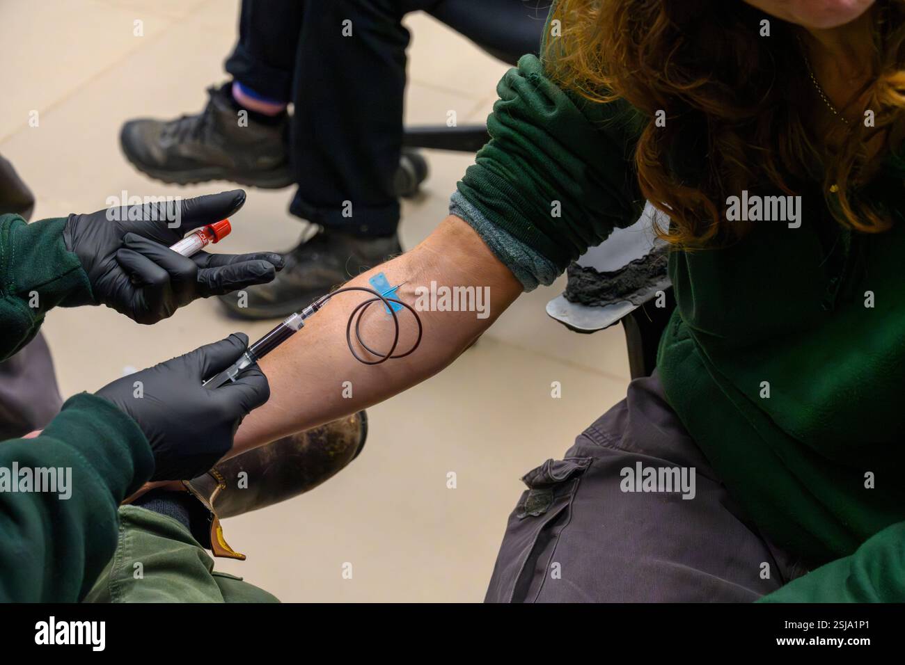 Prelevare un campione di sangue dal braccio di una donna per un esame del sangue Foto Stock