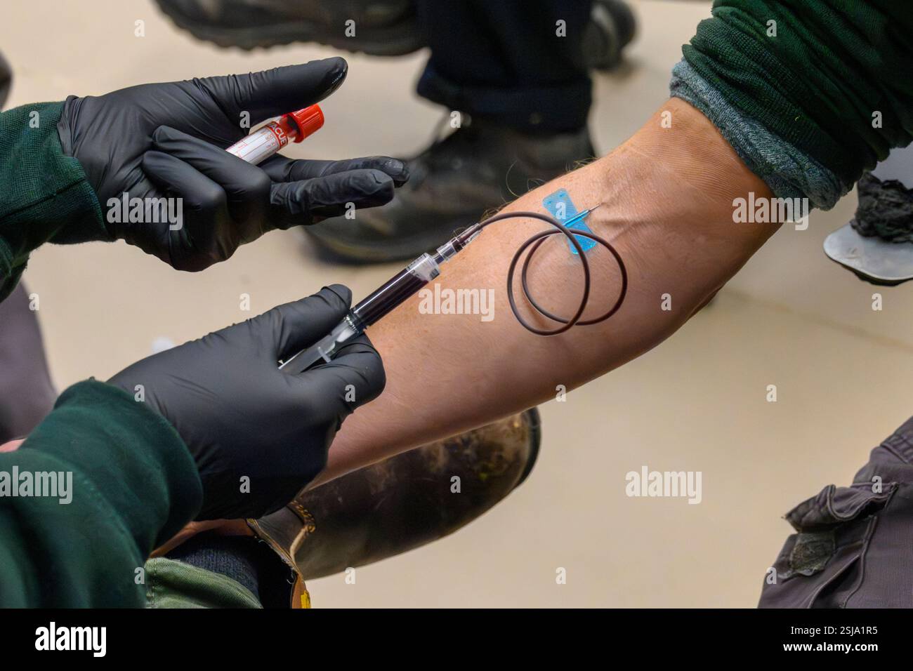 Prelevare un campione di sangue dal braccio di una donna per un esame del sangue Foto Stock