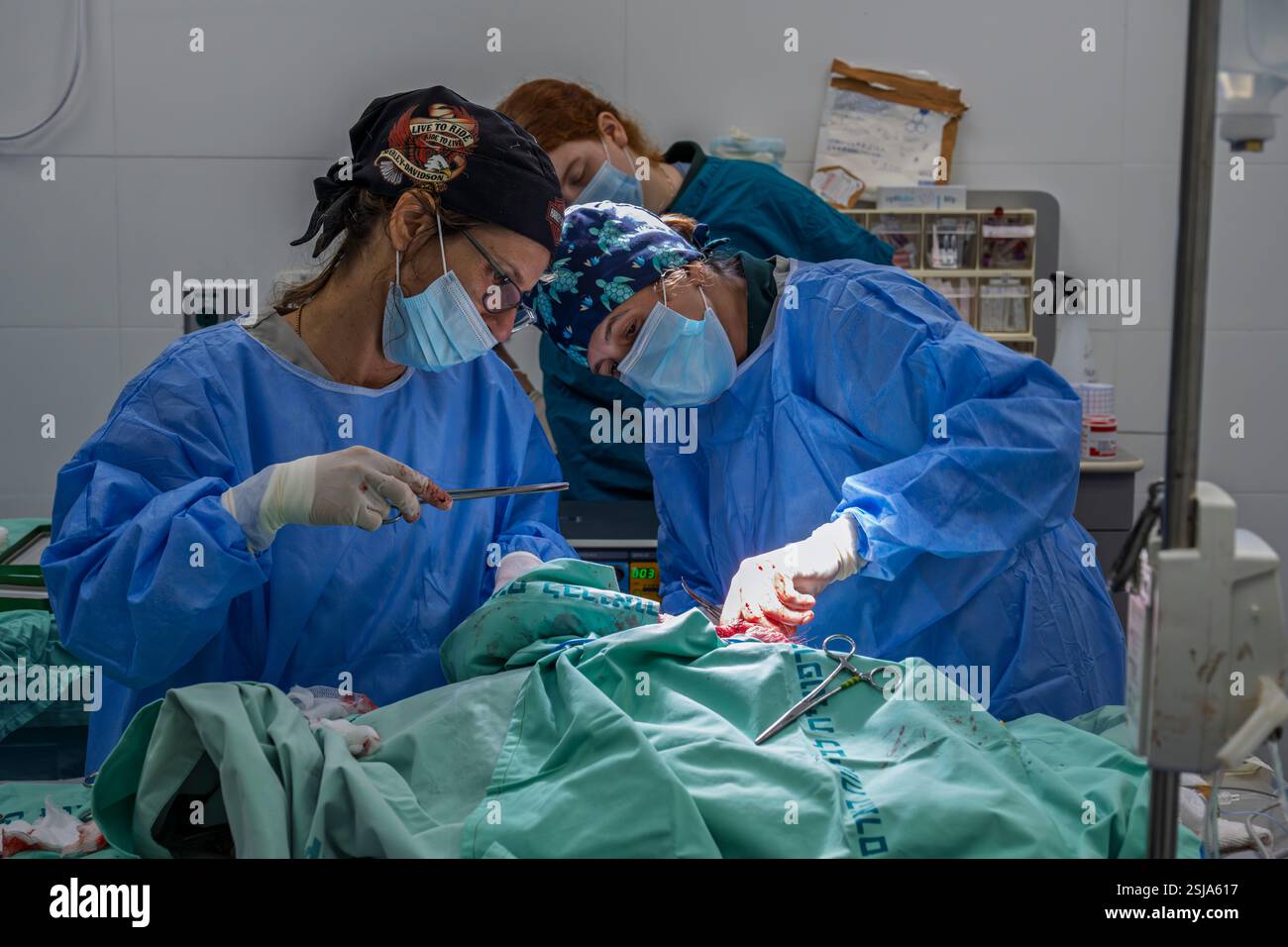 Il personale chirurgico veterinario sta amputando l'ala di un griffon eurasiatico avvoltoio (Gyps fulvus) i chirurghi veterinari in ambiente sterile sono cutti Foto Stock