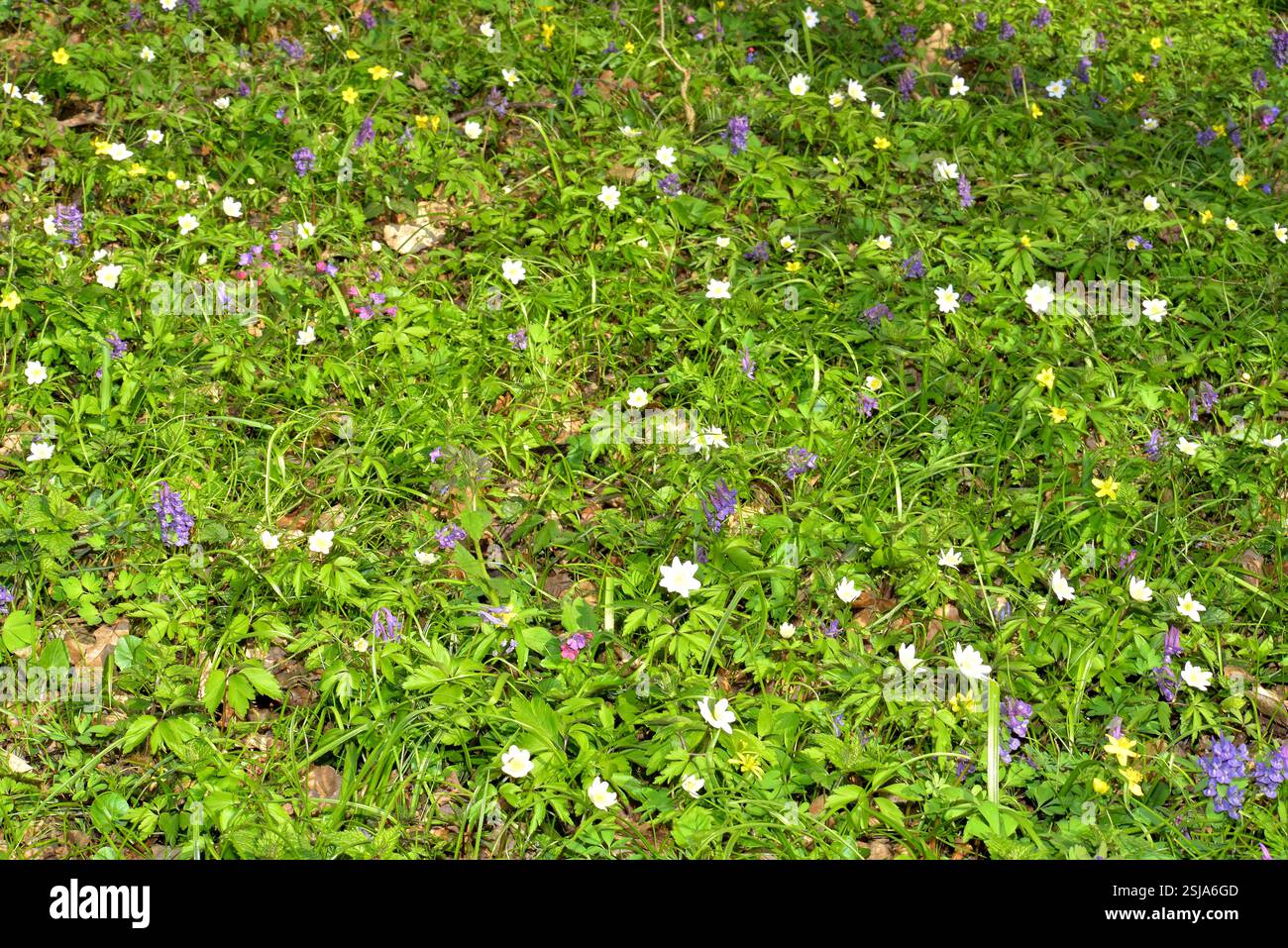 Tappeto di fiori naturali nel sottobosco all'inizio della primavera Foto Stock