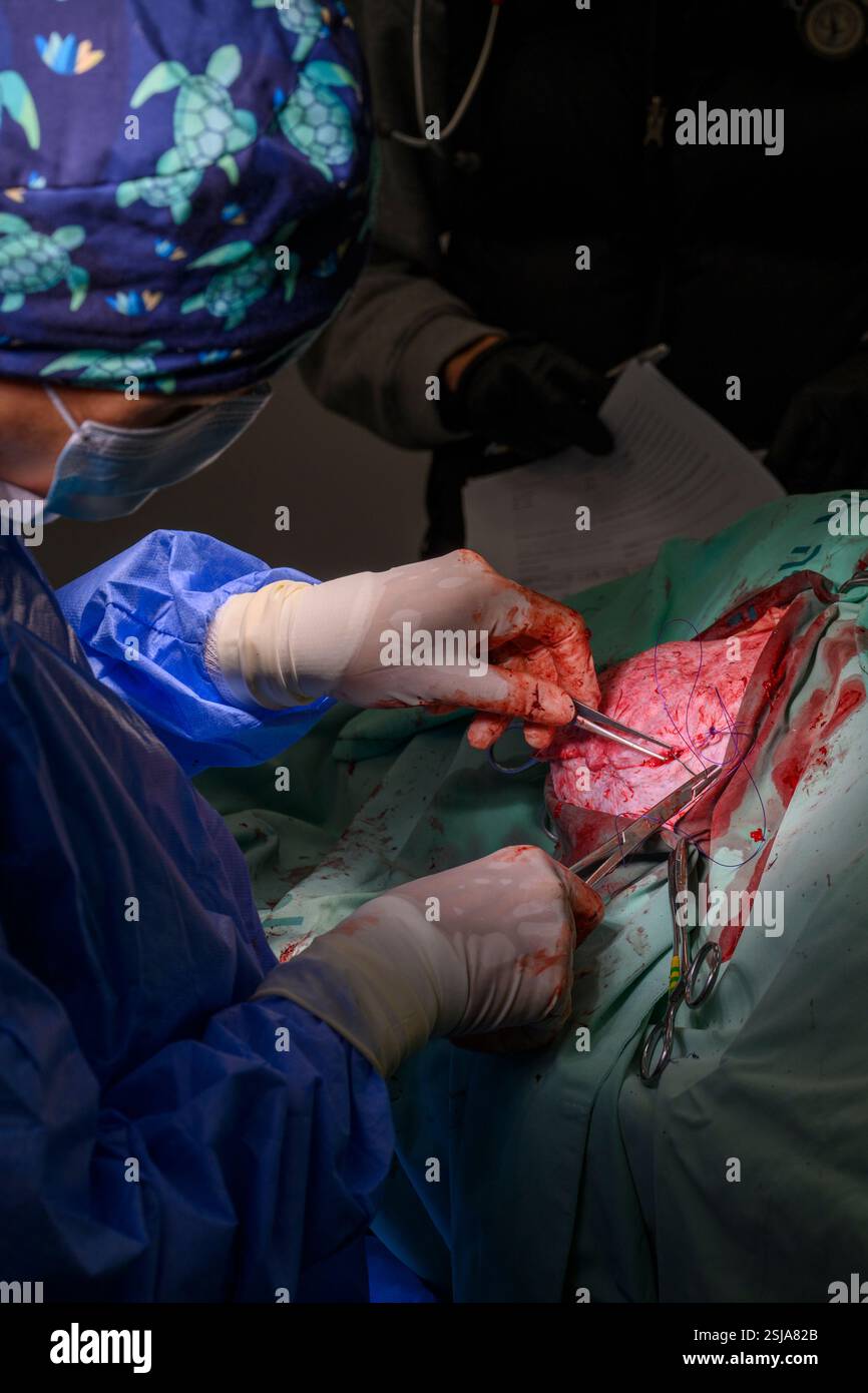 Il personale chirurgico veterinario sta amputando l'ala di un griffon eurasiatico avvoltoio (Gyps fulvus) i chirurghi veterinari in ambiente sterile sono stitc Foto Stock