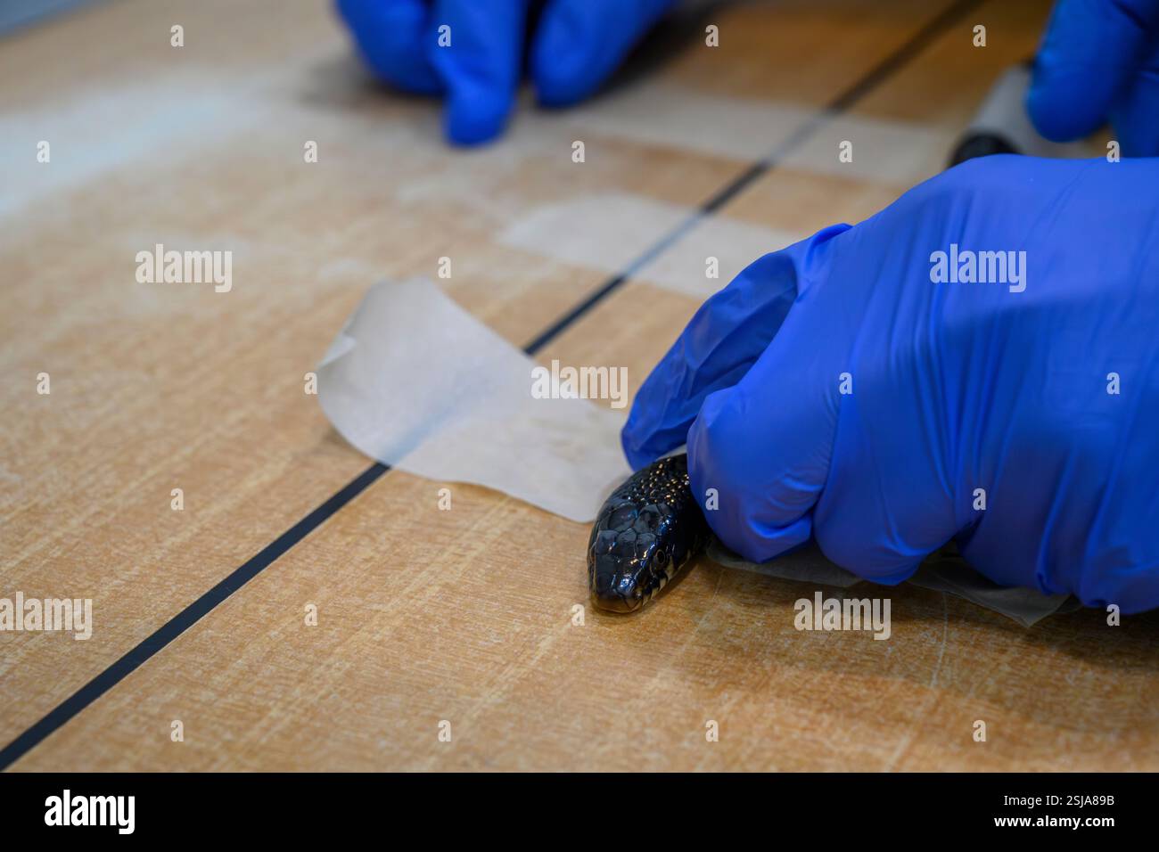 Dolichophis jugularis, noto anche come serpente nero, viene ispezionato da un chirurgo veterinario il serpente è fissato al tavolo dei raggi X. Foto Stock
