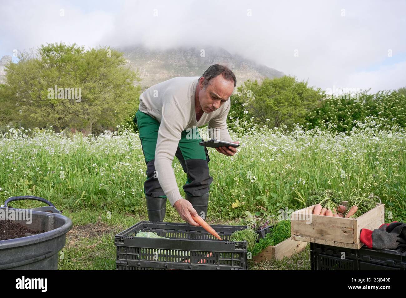 Agricoltore che detiene la compressa e controlla le verdure nel contenitore Foto Stock