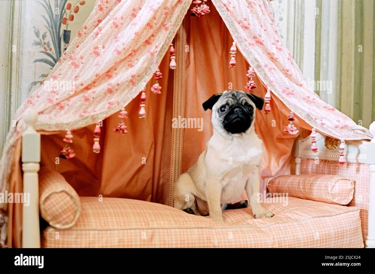 Maria Antonietta anno : 2006 USA Direttore : Sofia Coppola Foto Stock