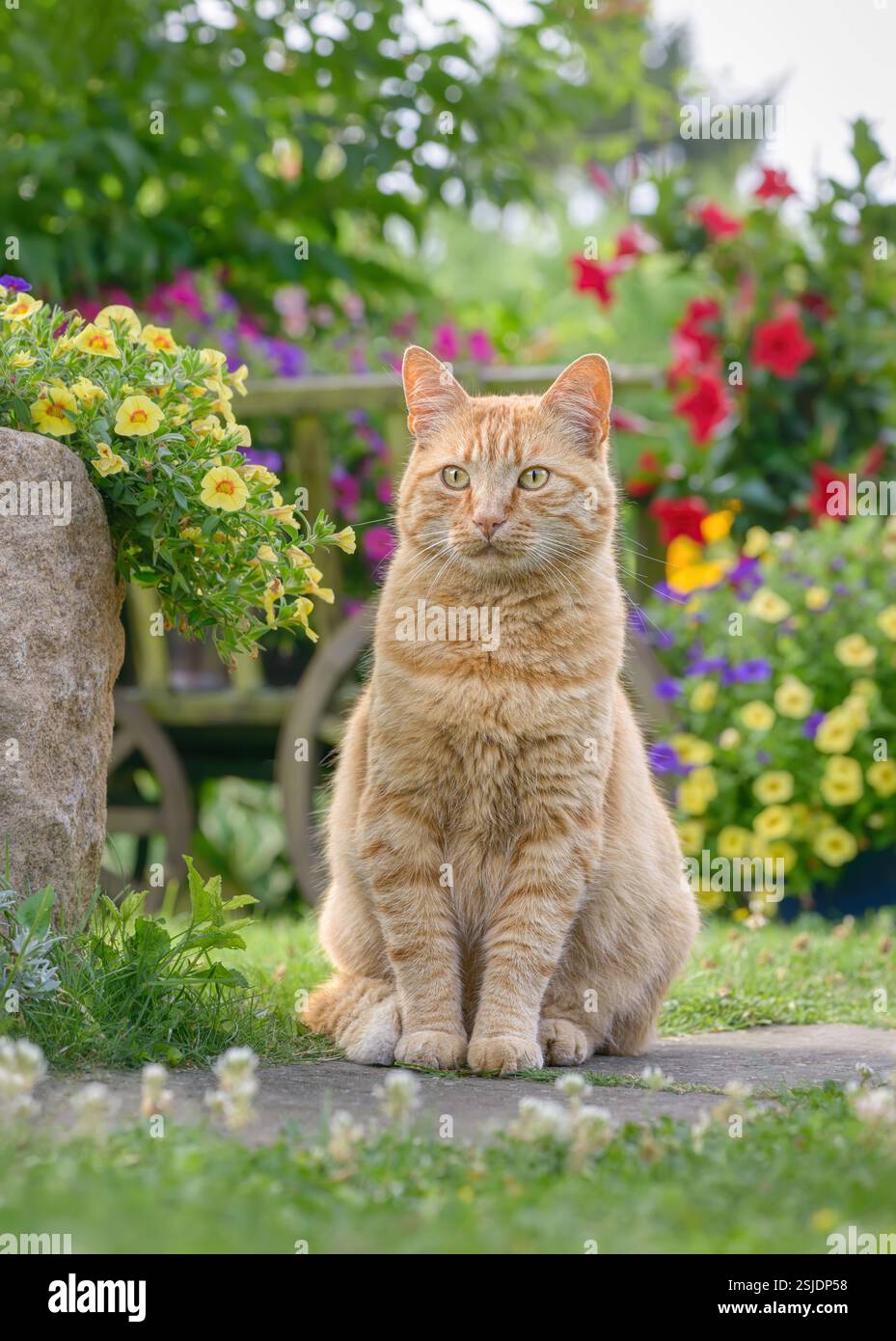 Uno splendido gatto tabby color zenzero in posa in un bellissimo giardino con fiori colorati in estate, Germania Foto Stock