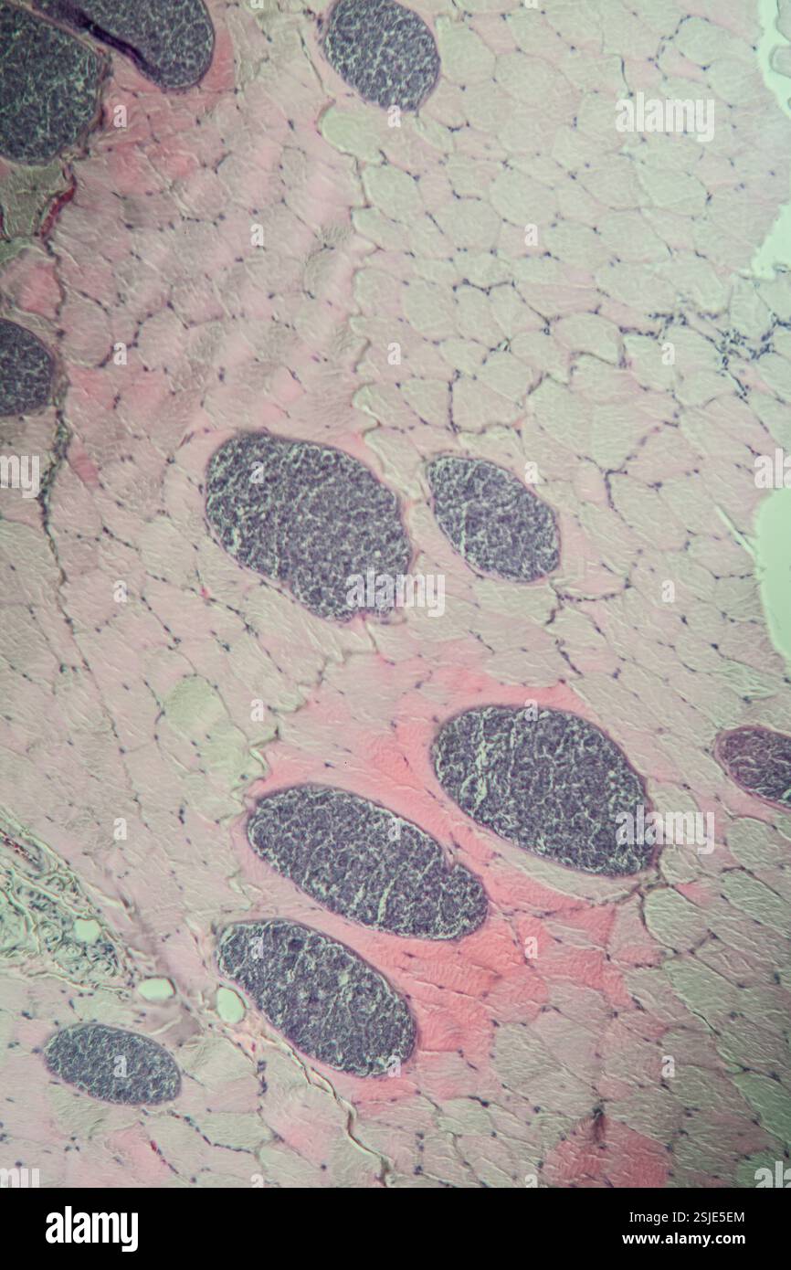 Sprecare gli animali nel muscolo, 100x Foto Stock