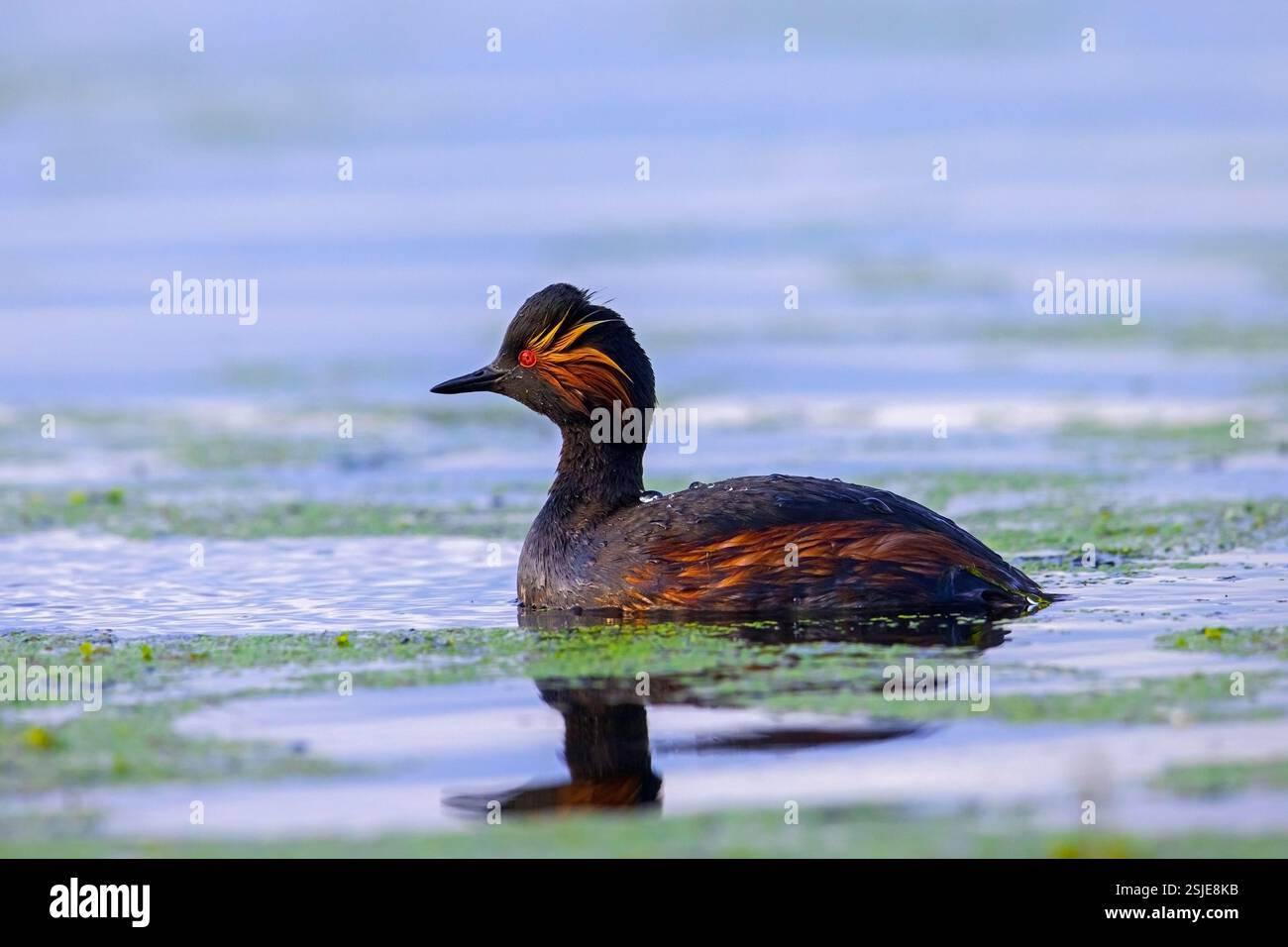 Grebe dal collo nero / grebe orecchie (Podiceps nigricollis) adulti nell'allevamento di piumaggi che nuotano nello stagno in primavera Foto Stock