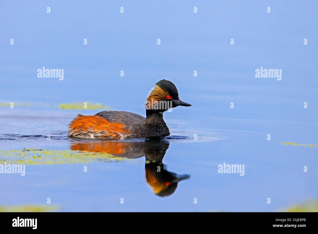 Grebe dal collo nero / grebe orecchie (Podiceps nigricollis) adulti nell'allevamento di piumaggi che nuotano nello stagno in primavera Foto Stock