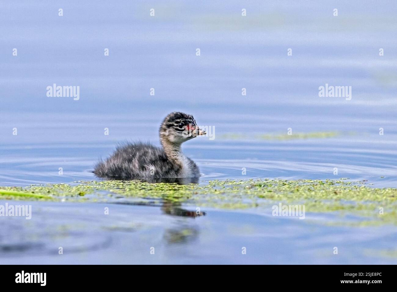 Pulcino dal collo nero / pulcino dalle orecchie (Podiceps nigricollis) / nuoto giovane nello stagno in primavera Foto Stock