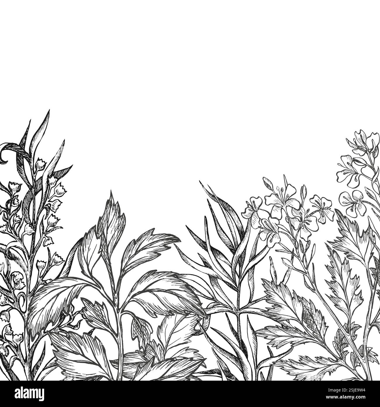 Fondo floreale con fiori di basilico, senape e dragoncello. Vettore. Illustrazione botanica grafica. Schizzo disegnato a mano. Rametti per imballaggio Illustrazione Vettoriale