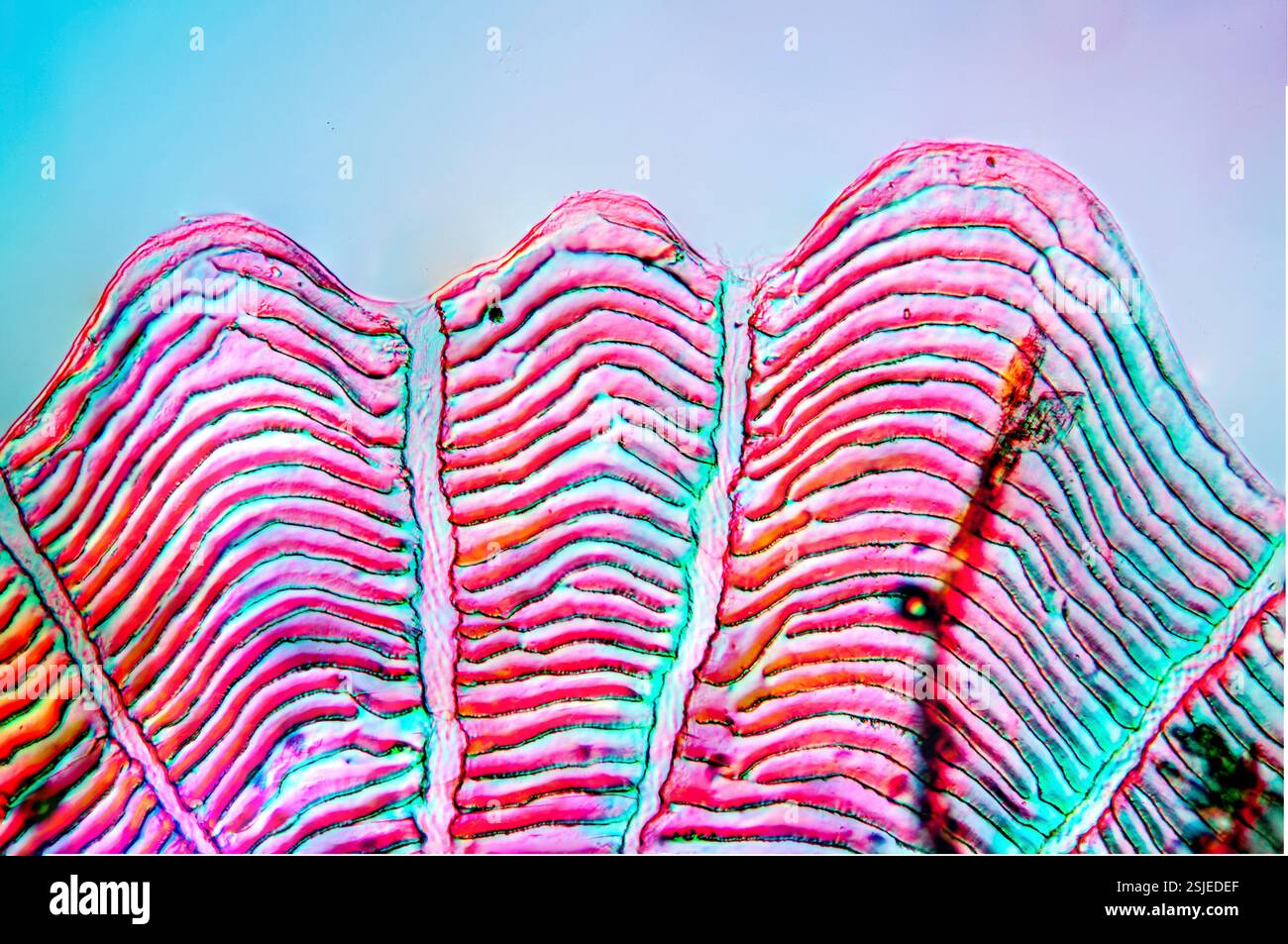 Scala di pesci in luce polarizzata con ingrandimento 100x. Foto Stock