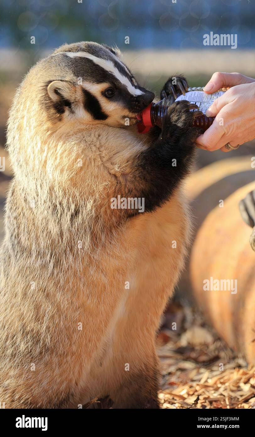 Un tasso americano beve da una bottiglia mentre viene nutrito a mano durante la riabilitazione in una struttura di salvataggio della fauna selvatica, California, USA, agosto 2024 Foto Stock
