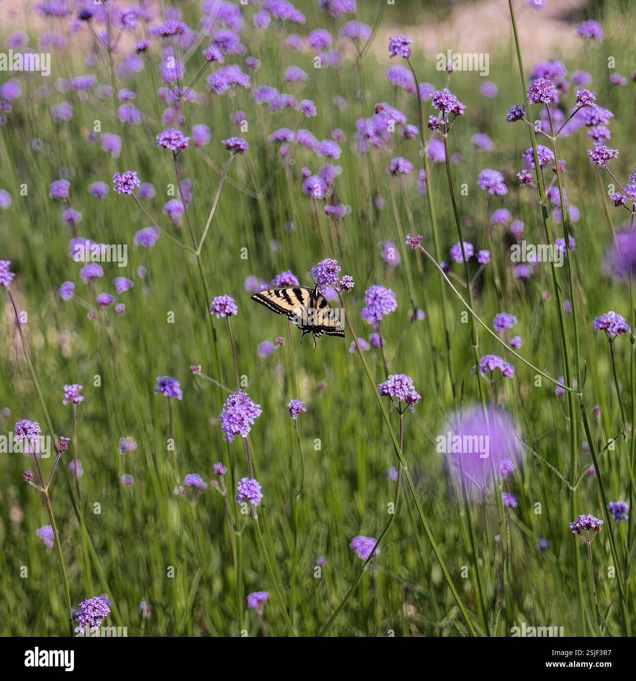 La farfalla della tigre occidentale si nutre di fiori di verbena viola in un campo di fiori selvatici in fiore, California, USA, agosto 2024 Foto Stock