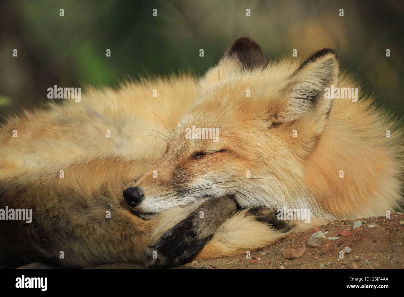 La volpe rossa dorme arricciata sul pavimento della foresta alla luce del sole, mettendo in risalto pellicce morbide e comportamento pacifico, California, USA, agosto 2024 Foto Stock