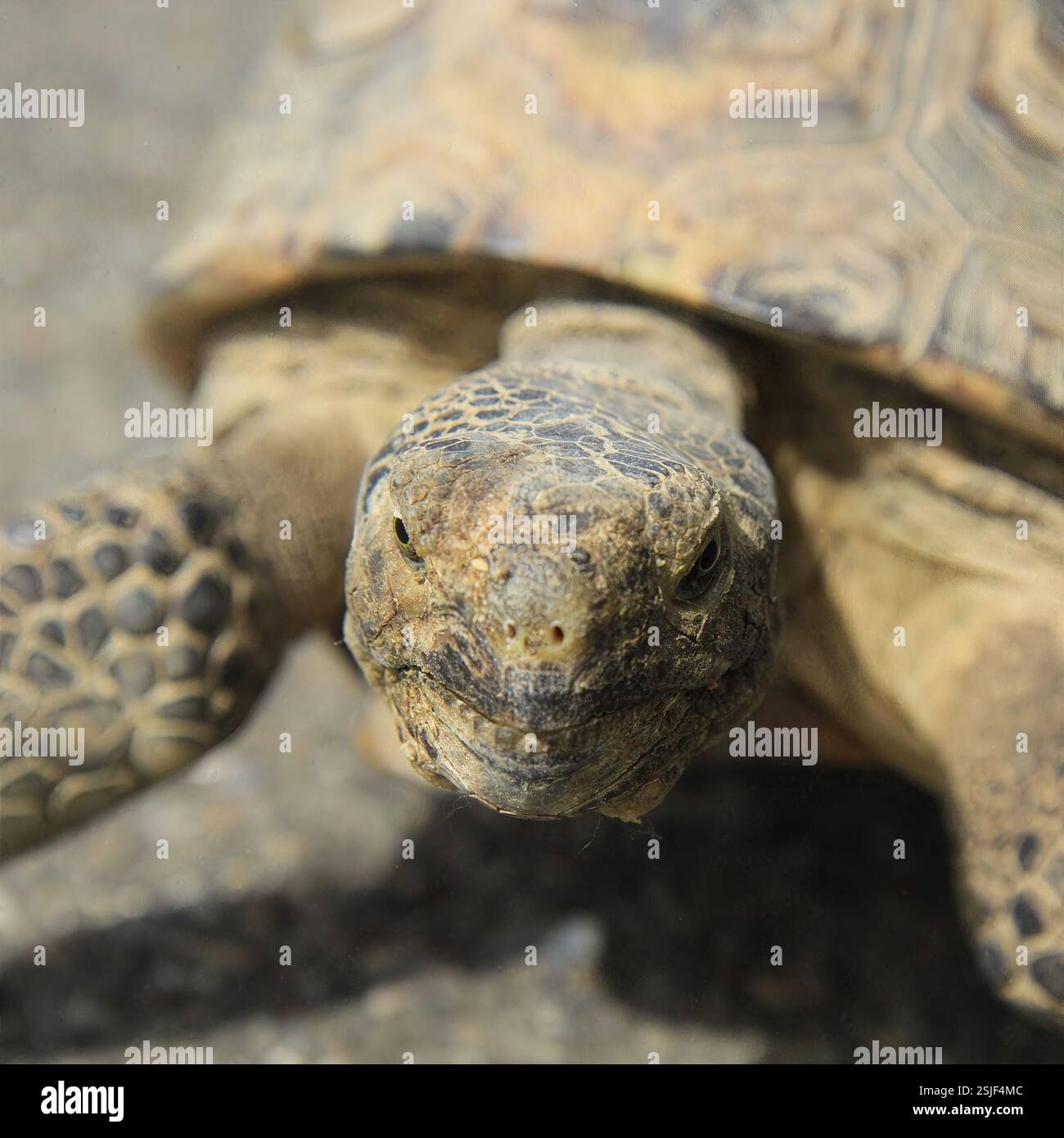 Primo piano di una tartaruga con pelle testurizzata dettagliata e contatto diretto con gli occhi in luce naturale, che mostra le caratteristiche dei rettili, California, USA, agosto 2024 Foto Stock