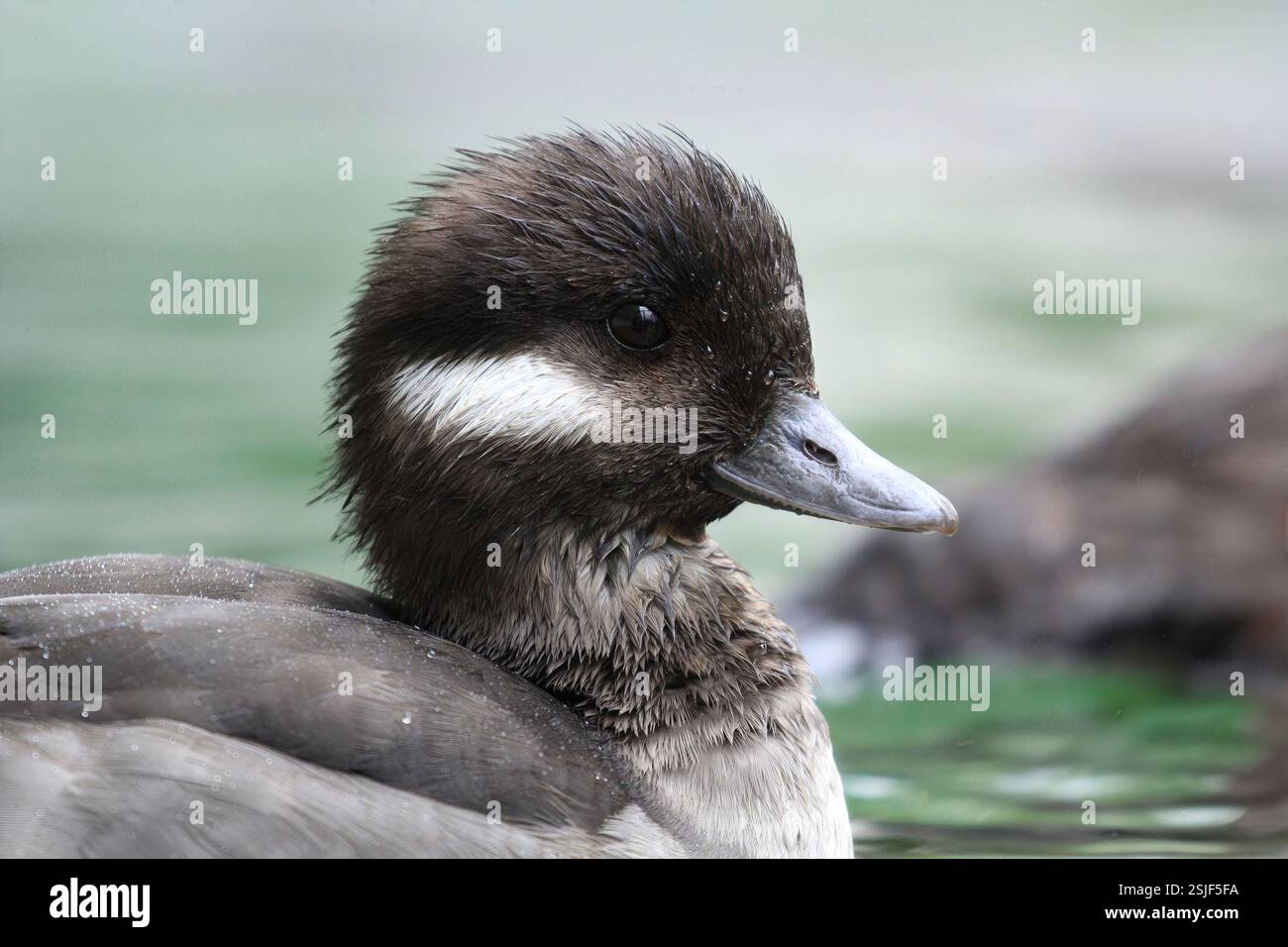 L'anatra giovanile (specie sconosciuta) galleggia tranquillamente in luce soffusa con goccioline d'acqua sulle piume, mostrando dettagli facciali, California, USA, agosto 2024 Foto Stock
